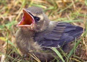 baby bird