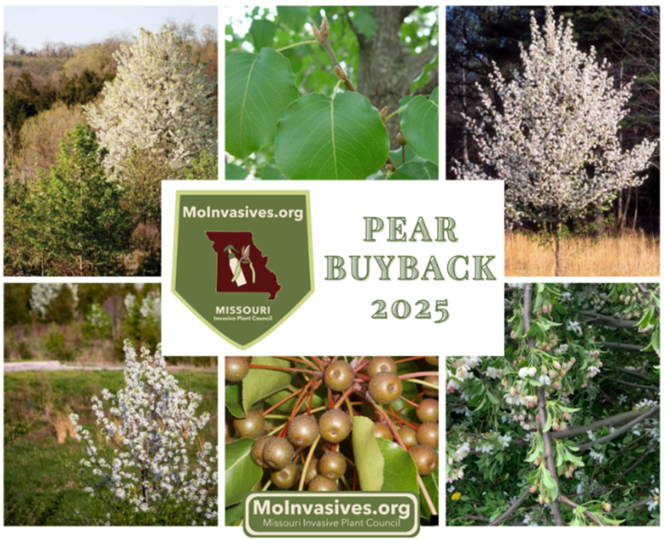 Callery pear buyback 2025 flyer