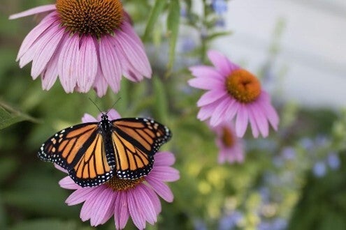 purple coneflower 
