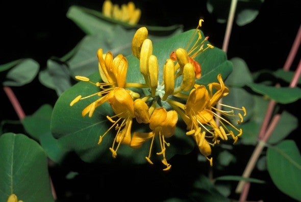 Yellow honeysuckle