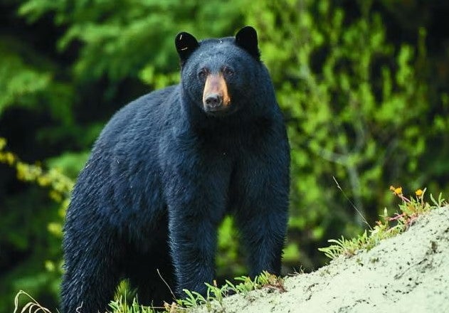 bear