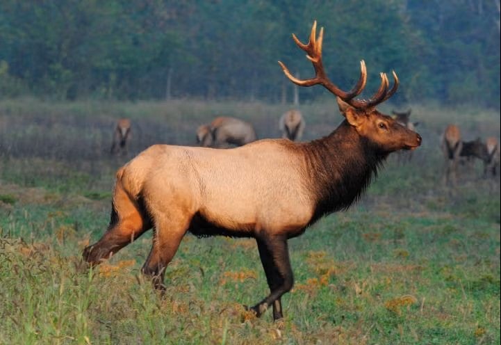 elk