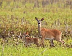 doe with fawn