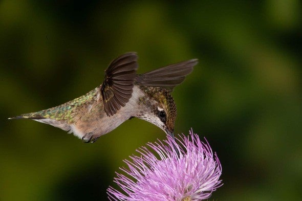 Ruby-throated hummingbird feeds from blazing star
