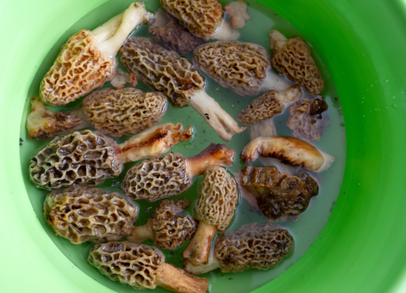 Morels soak in water in a bucket