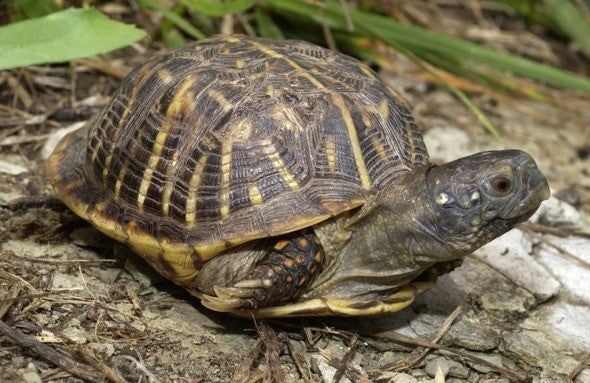 Ornate box turtle 
