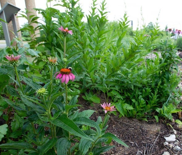 rain garden