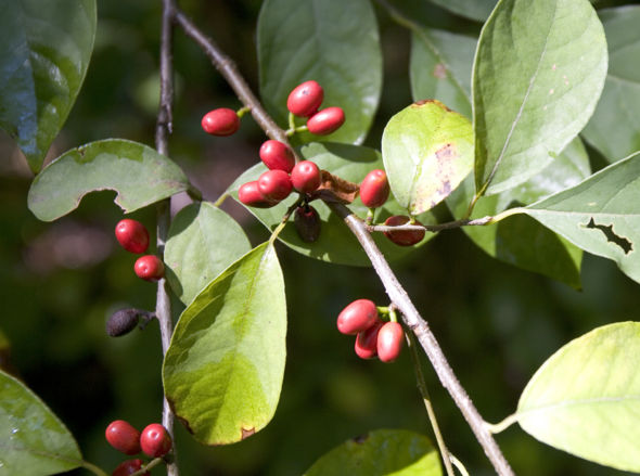 Spicebush with red berries