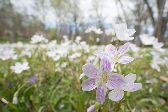 Spring beauty wildflowers