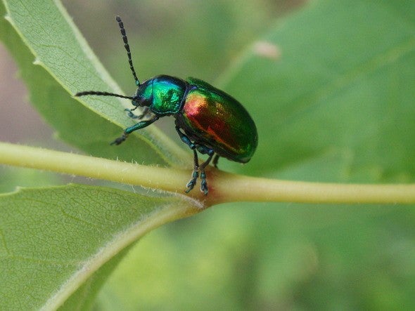 Dogbane beetle