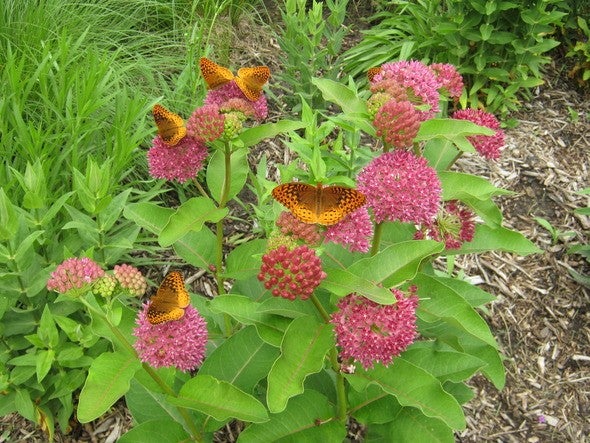 great spangled fritillaries