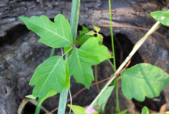 poison ivy 