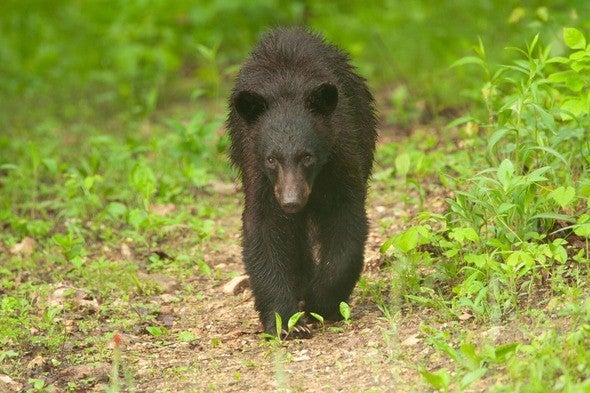 Juvenile black bear