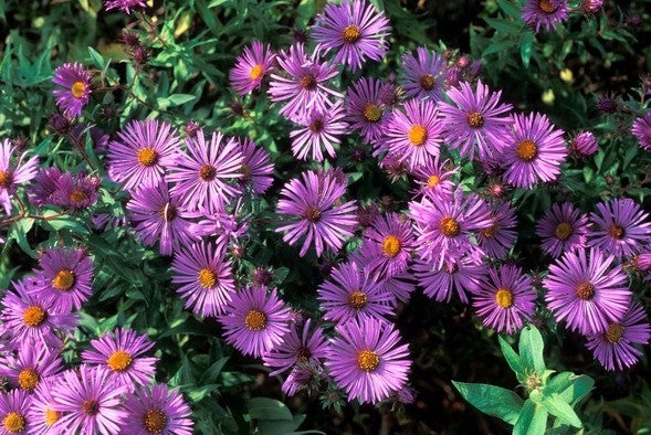 New England Aster