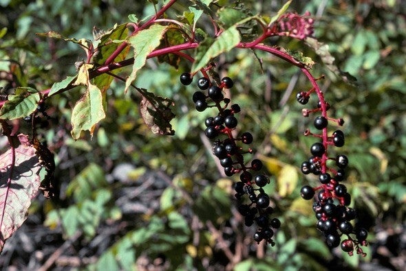 Pokeberries