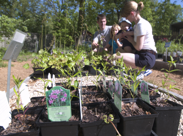 native plants