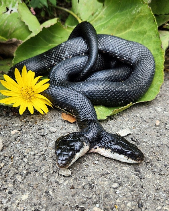 Tiger-Lily two-headed snake