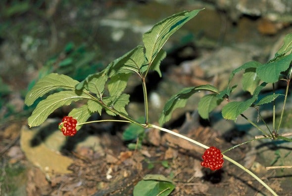 ginseng