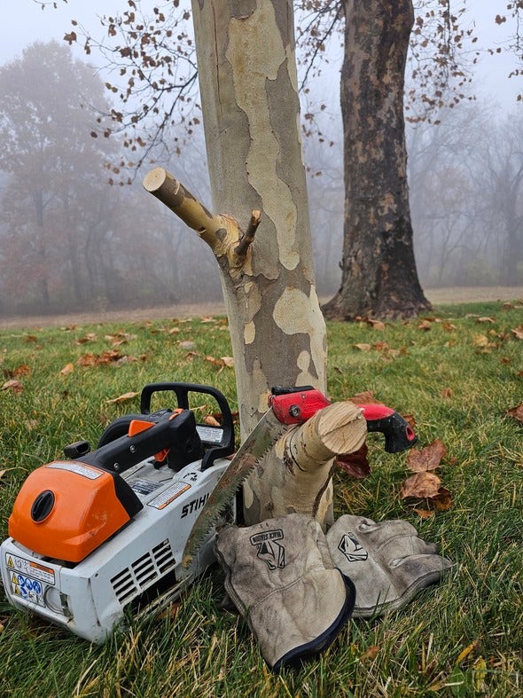 tree care