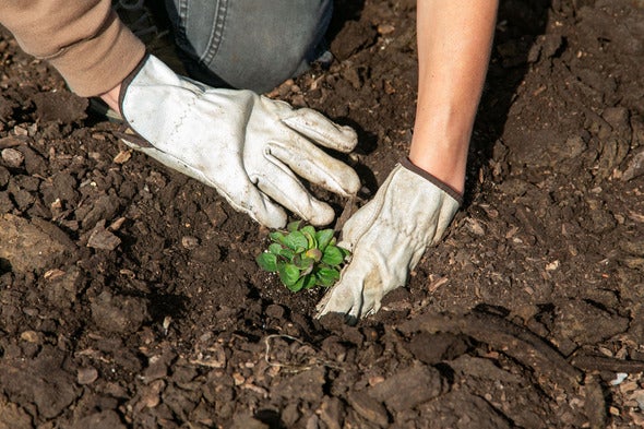 installing native plants at the Truman Sports Complex 2