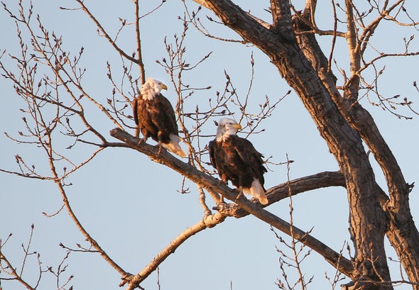 Bald eagles