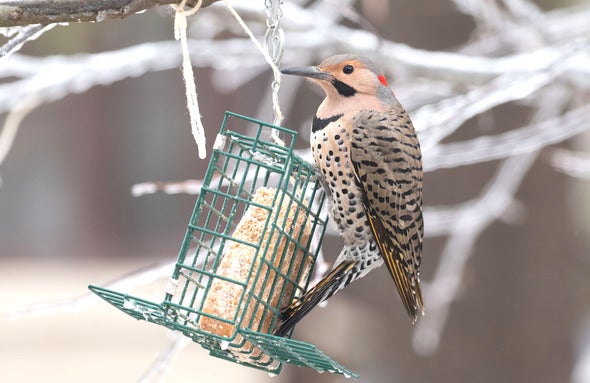 northern flicker