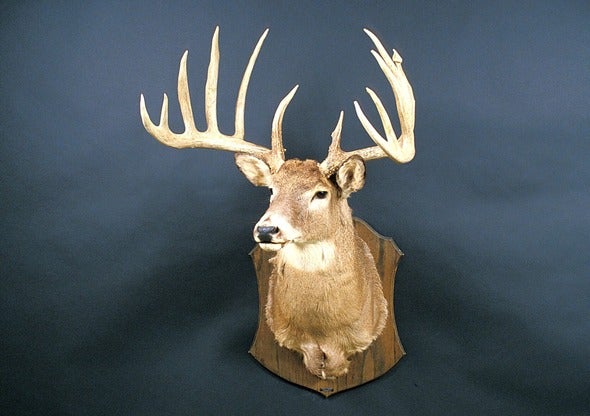 deer