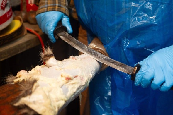 scraping a pelt