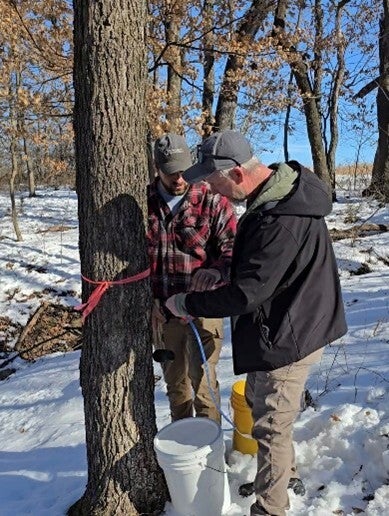 maple sugaring