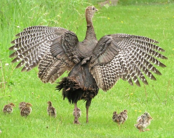wild turkeys