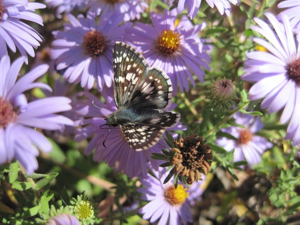 checkered skipper