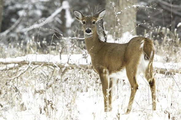 deer in snow