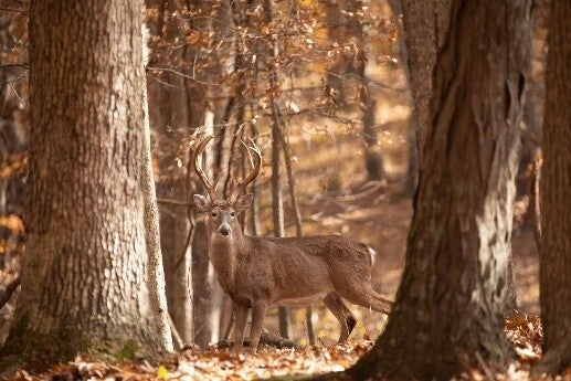 buck in woods