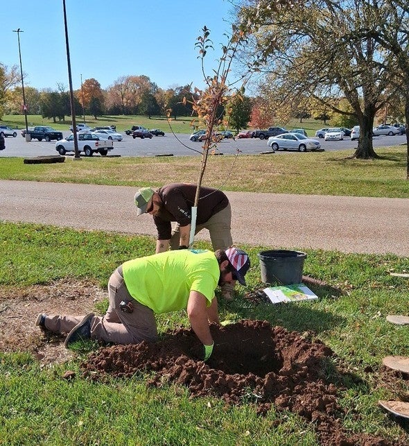 Staff plant native trees at MAC
