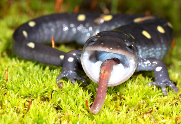 salamander