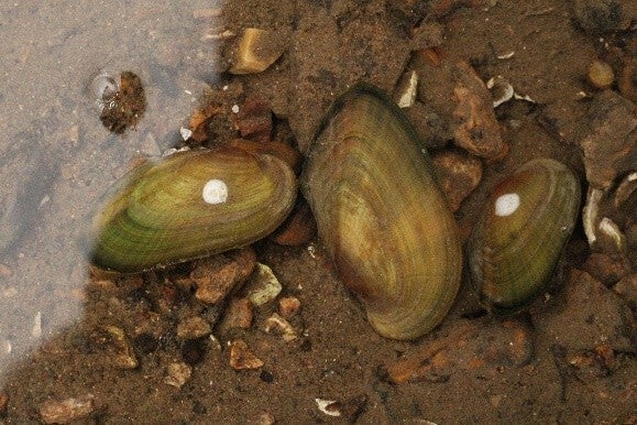 Endangered scaleshell mussel