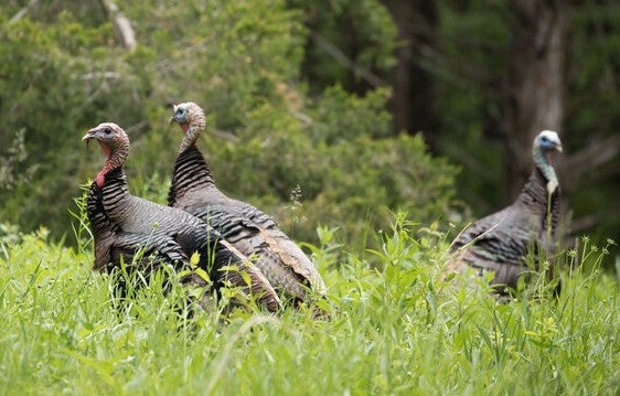 turkeys
