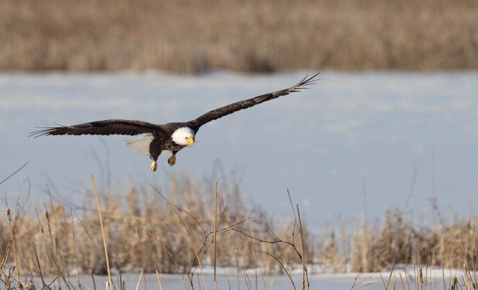 eagle