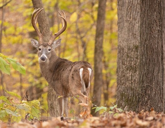 buck in woods
