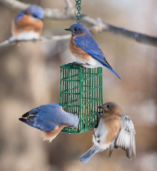 bluebirds