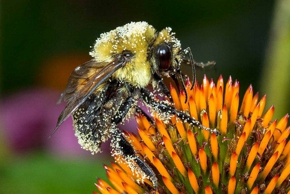 Bumblebee on purple coneflower