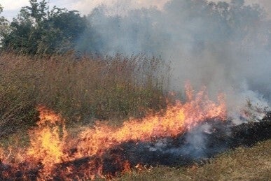 prescribed fire