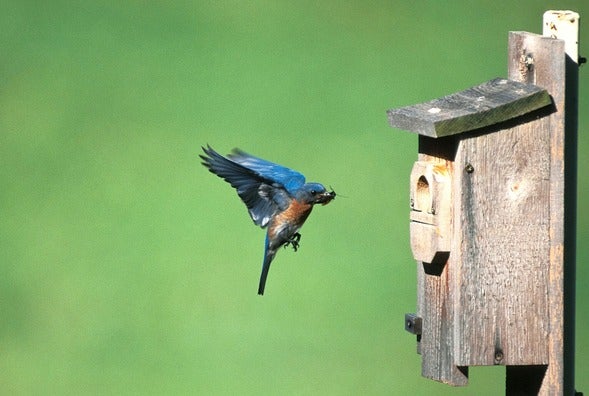 bluebird nesting box