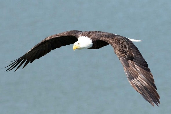 bald eagle