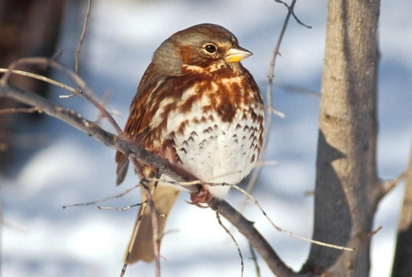 fox sparrow