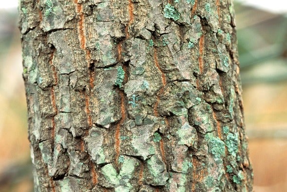 tree bark