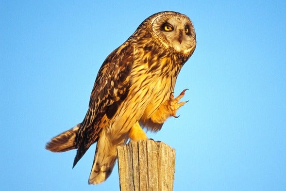 Short-Eared Owl