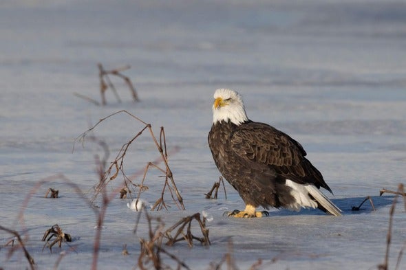 eagle