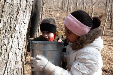 creating maple syrup