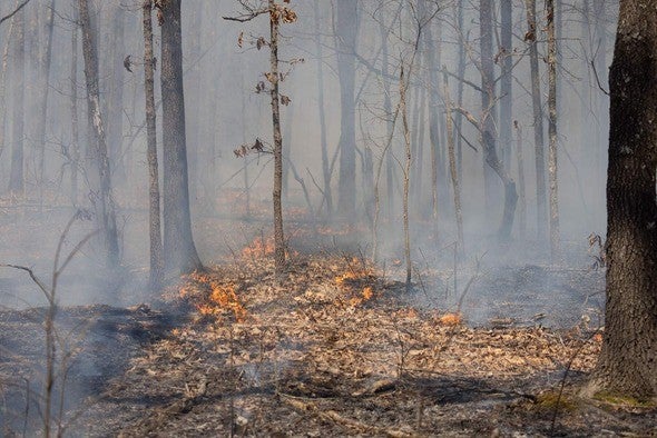 Prescribed burn in woodland